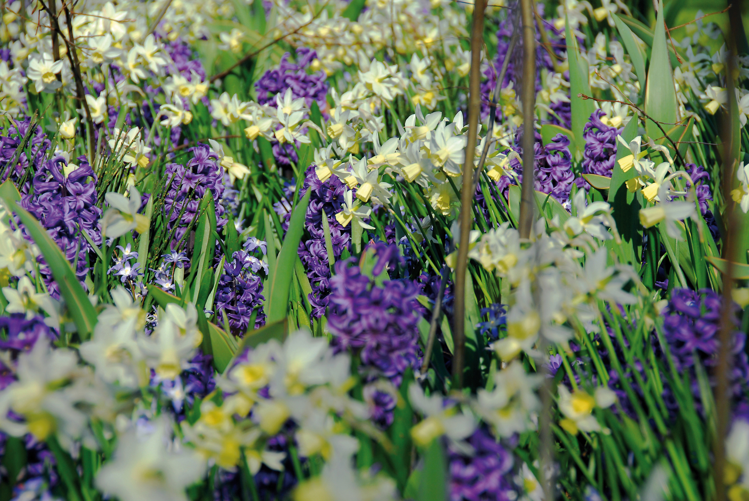 bloemen deen